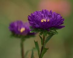 Tapeta Nature Flowers 218.jpg